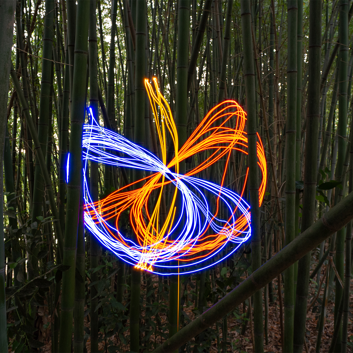 Fotospirografia 05 di Francesco Capponi